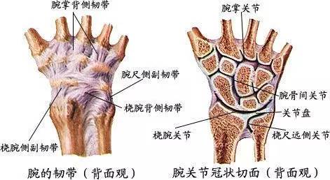 腕關節(jié)脫位及X線閱片技巧